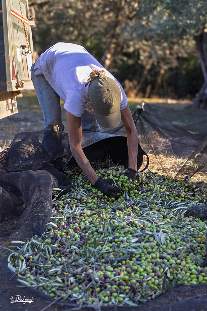 Olicinar-IMP_23072025-w